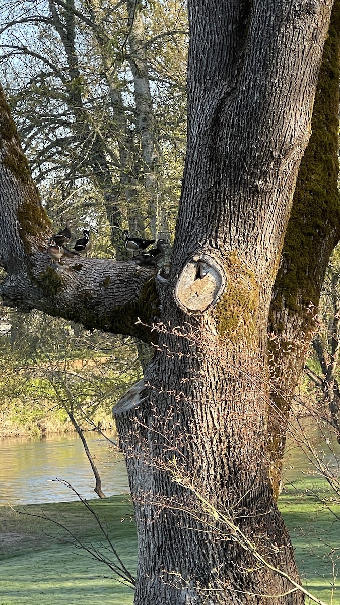 Wood Duck - ML616827804