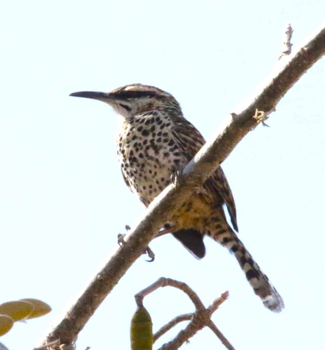 Boucard's Wren - Sue Keener