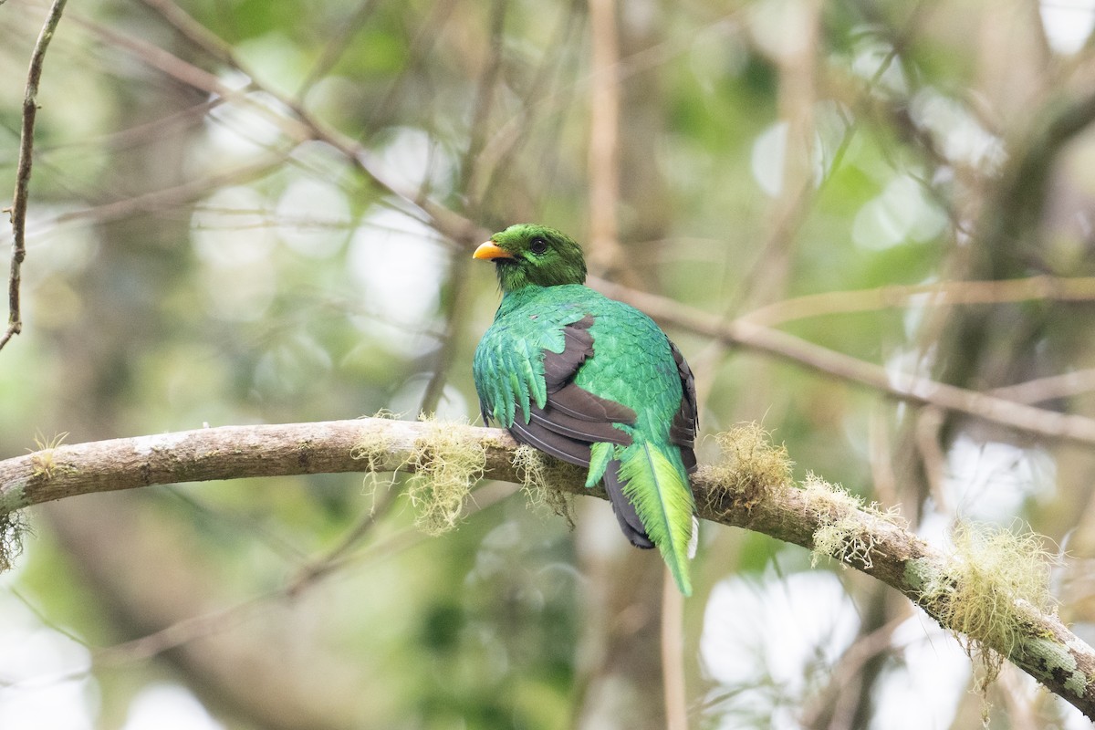 White-tipped Quetzal - ML616827850