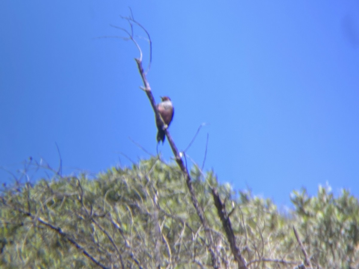 Lewis's Woodpecker - ML616827863