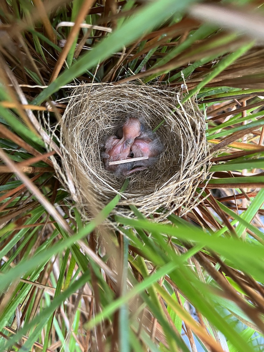 Ibera Seedeater - ML616827870