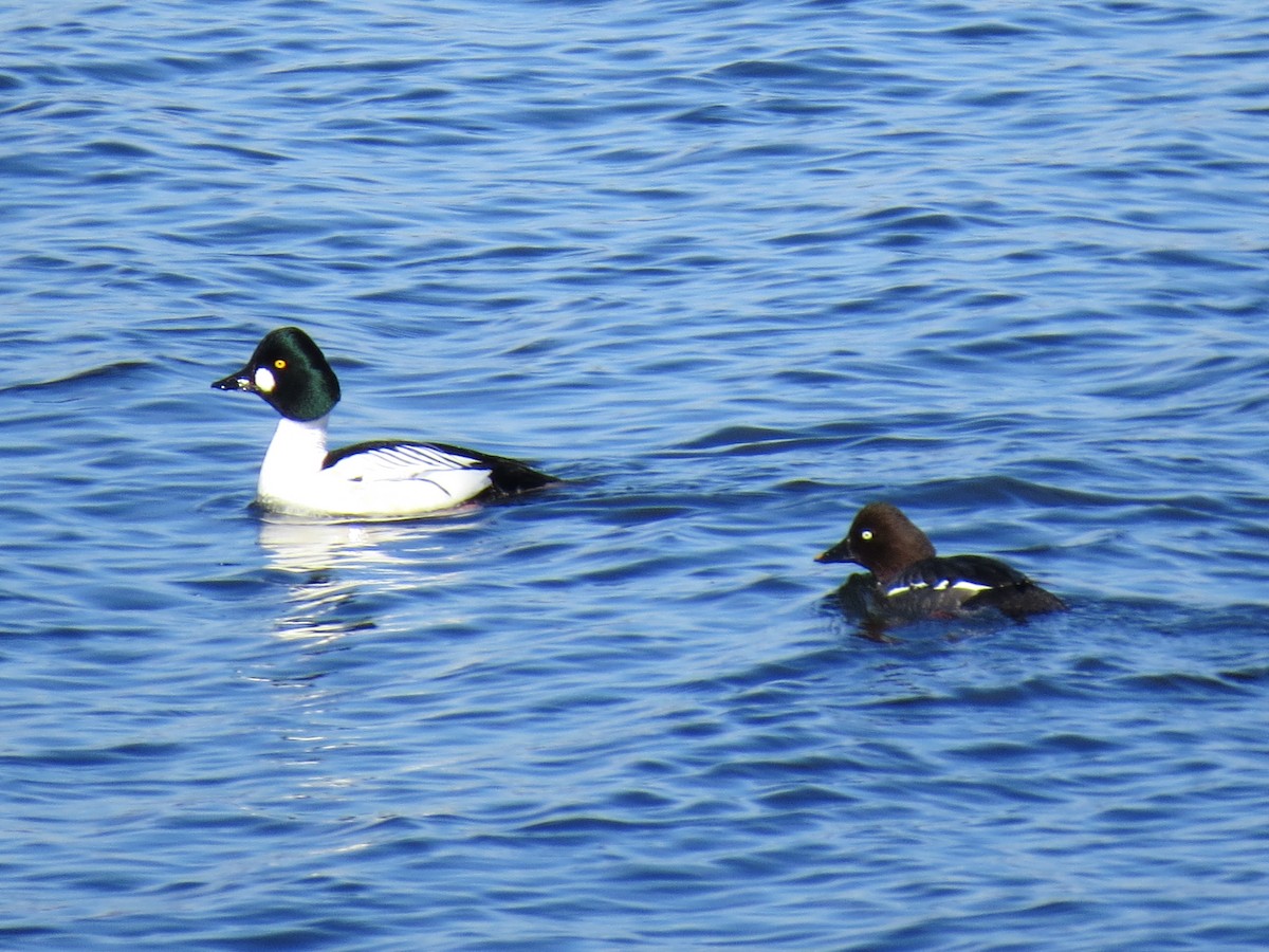 Common Goldeneye - ML616827871