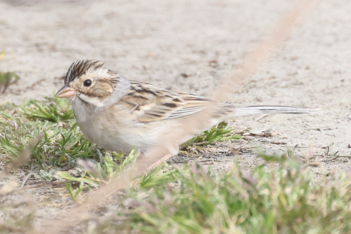 Clay-colored Sparrow - Kathy Richardson