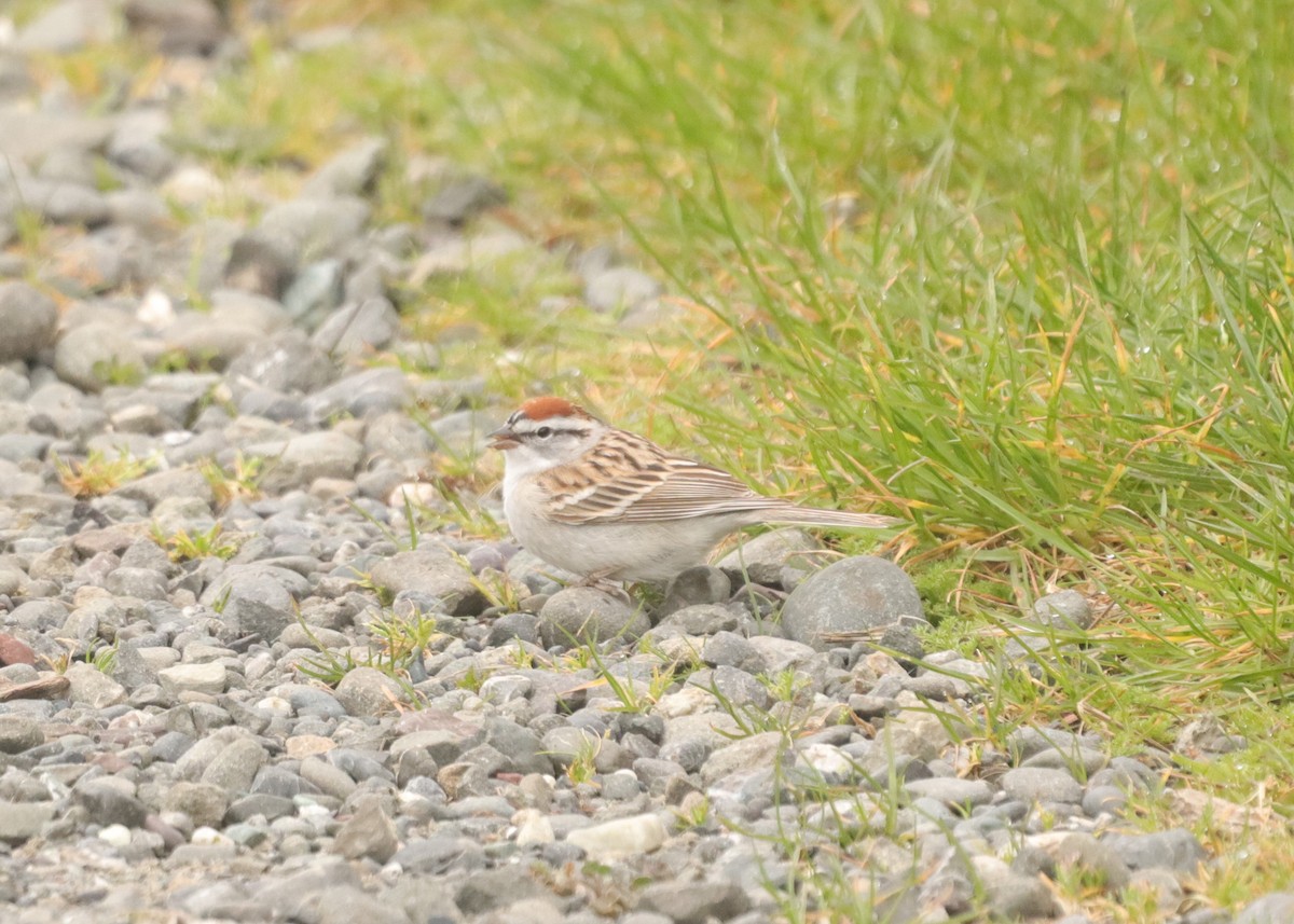 Chipping Sparrow - ML616827885