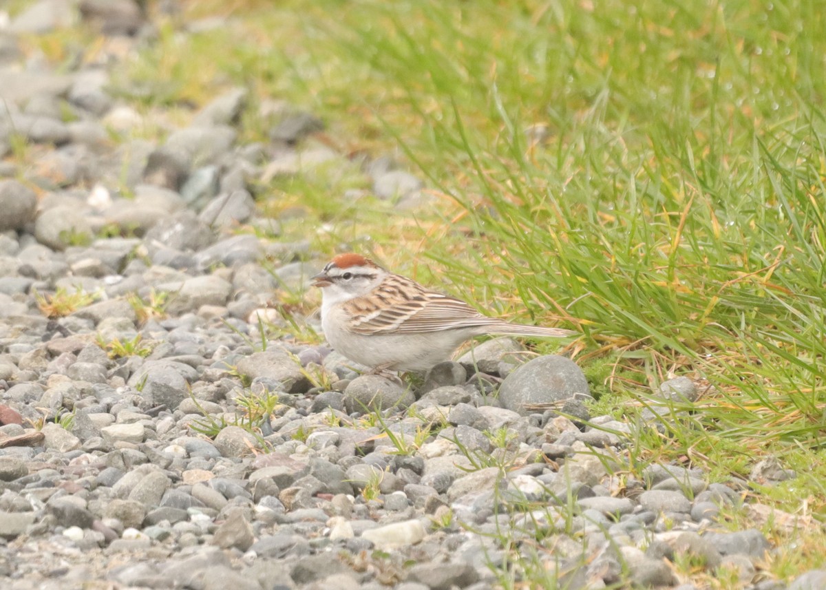 Chipping Sparrow - ML616827885