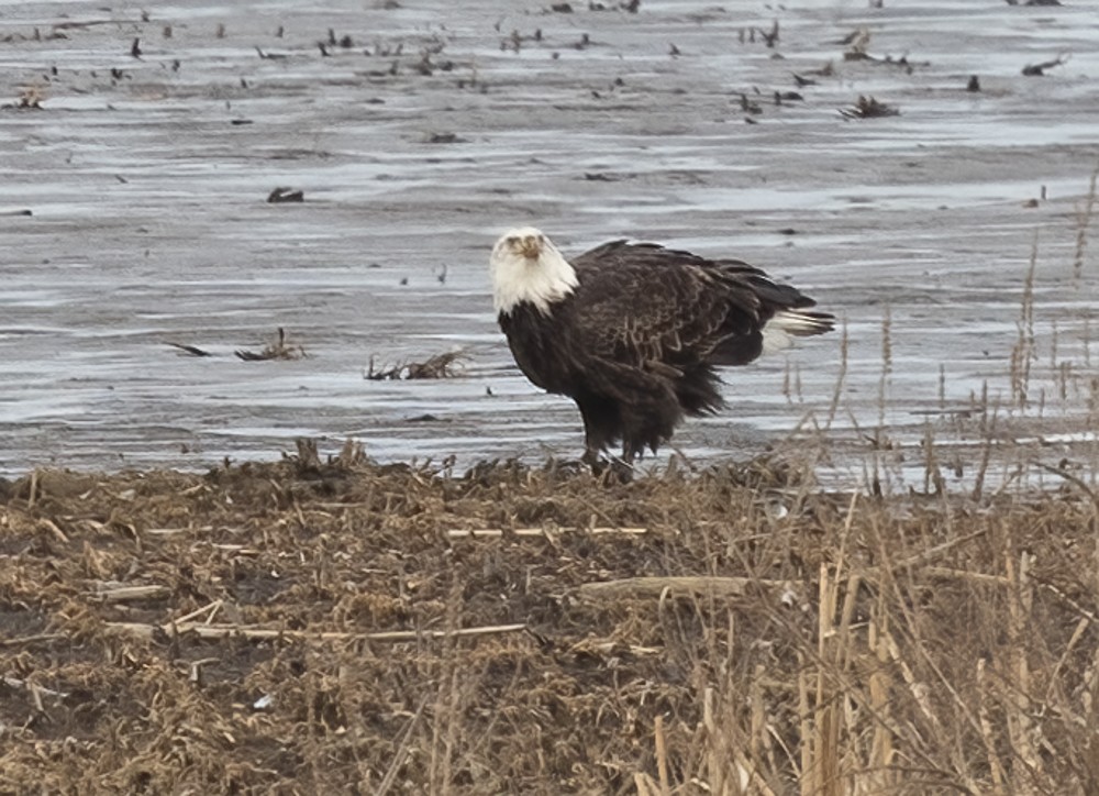 Bald Eagle - ML616827926