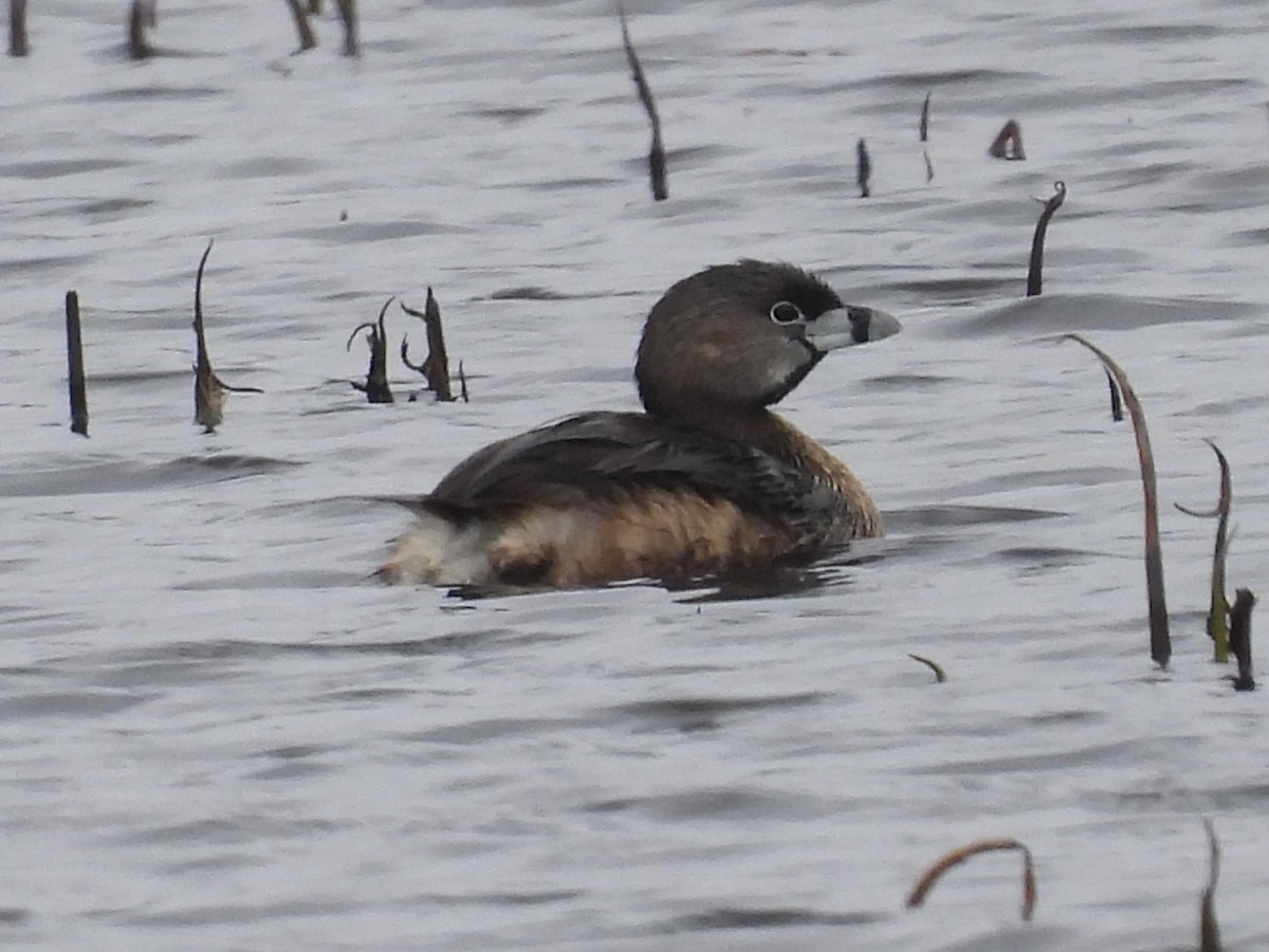 Pied-billed Grebe - ML616827936