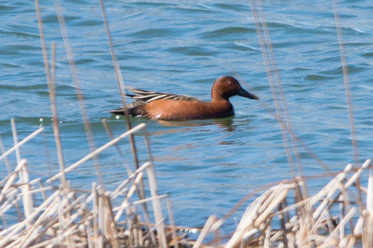 Cinnamon Teal - ML616827937