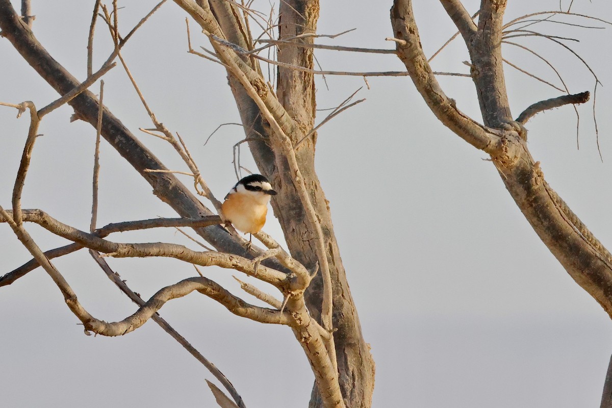 Masked Shrike - Martin Hosier
