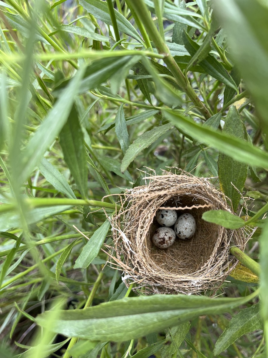 Tawny-bellied Seedeater - Milosz Cousens