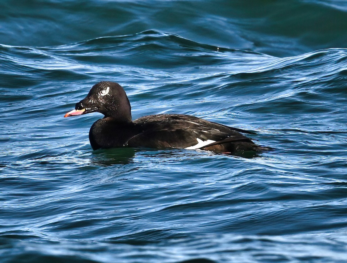 White-winged Scoter - ML616827991