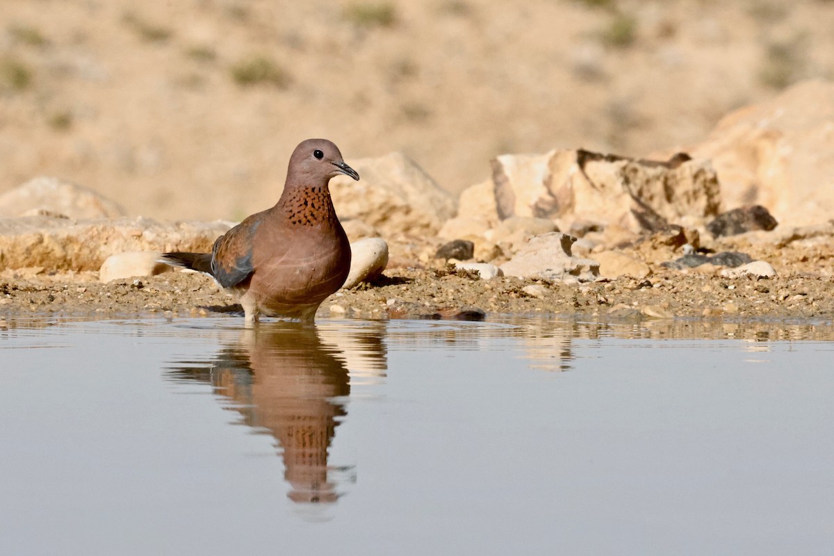 Laughing Dove - Martin Hosier