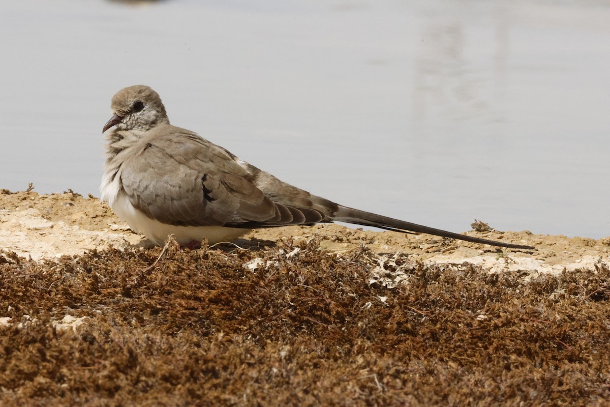 Namaqua Dove - ML616828038