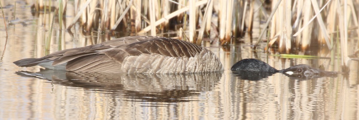 Canada Goose - Don Coons