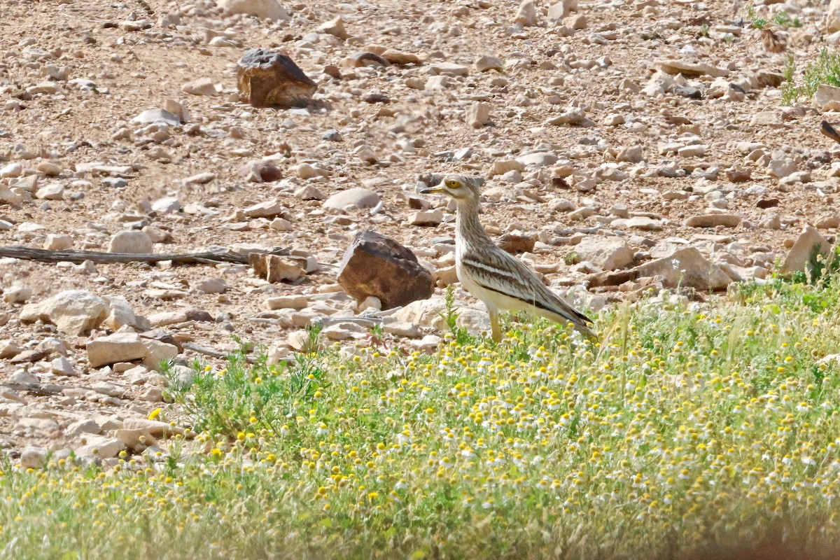 Eurasian Thick-knee - Martin Hosier