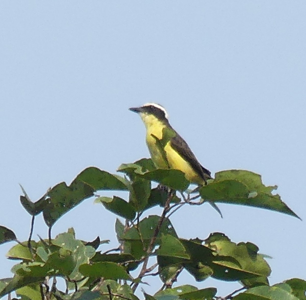 Yellow-throated Flycatcher - Robin Duska