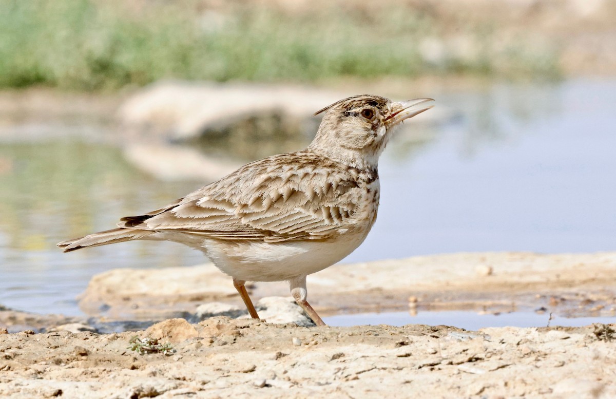 Crested Lark - ML616828088