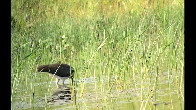 White Ibis - ML616828092