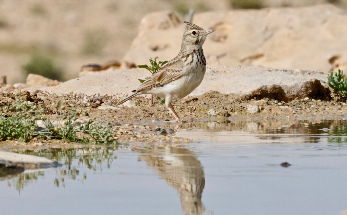 Crested Lark - Martin Hosier