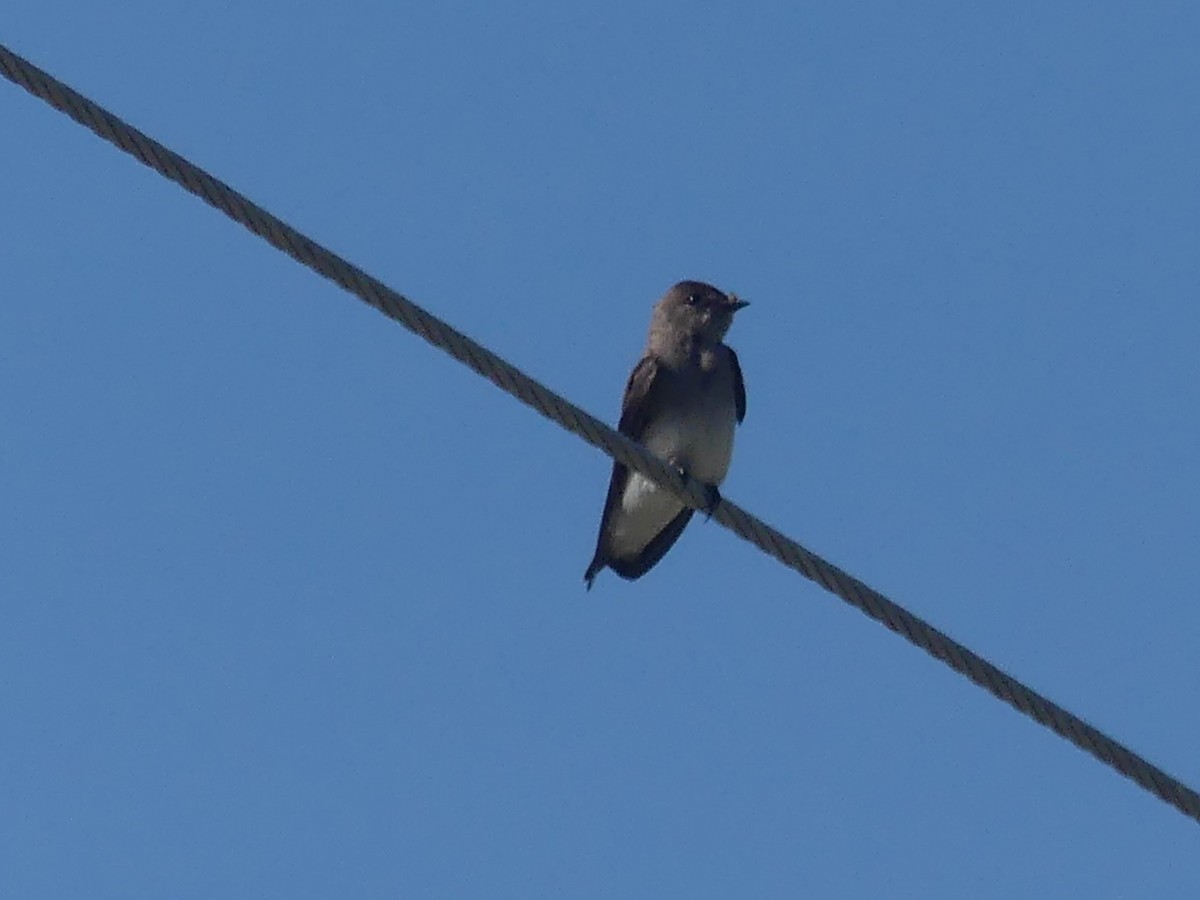Northern Rough-winged Swallow - ML616828139