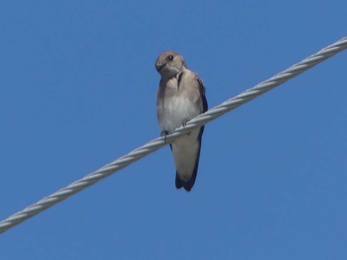 Northern Rough-winged Swallow - ML616828140