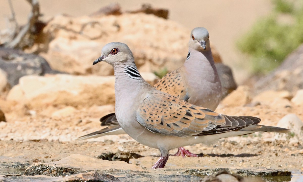 European Turtle-Dove - ML616828142