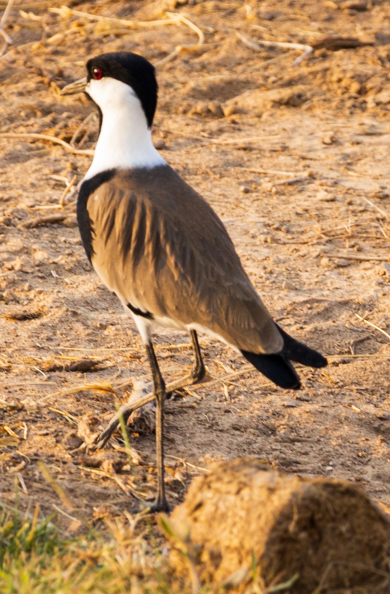 Spur-winged Lapwing - ML616828188