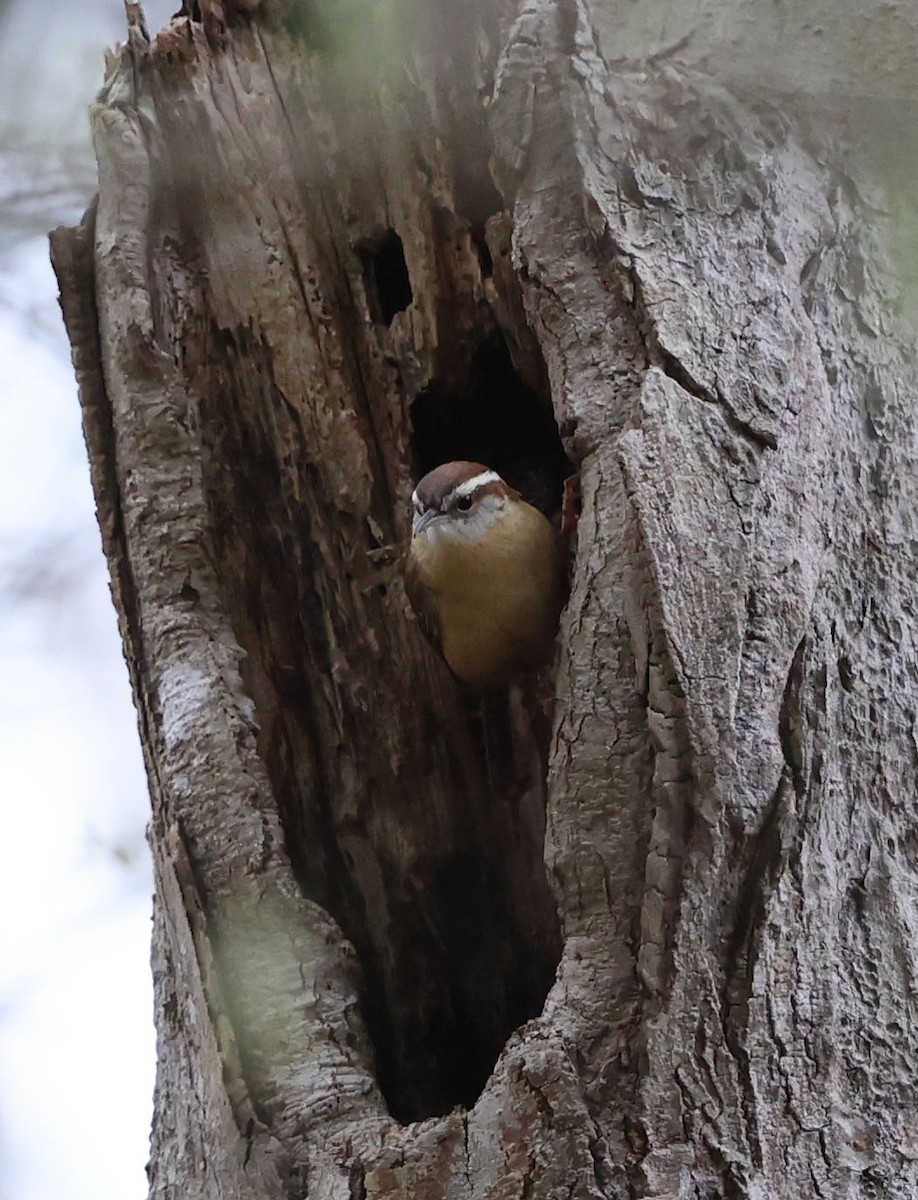 Carolina Wren - David Gibson