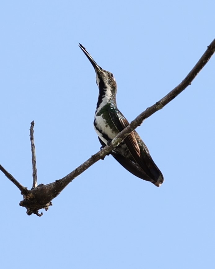 kolibřík tropický - ML616828228