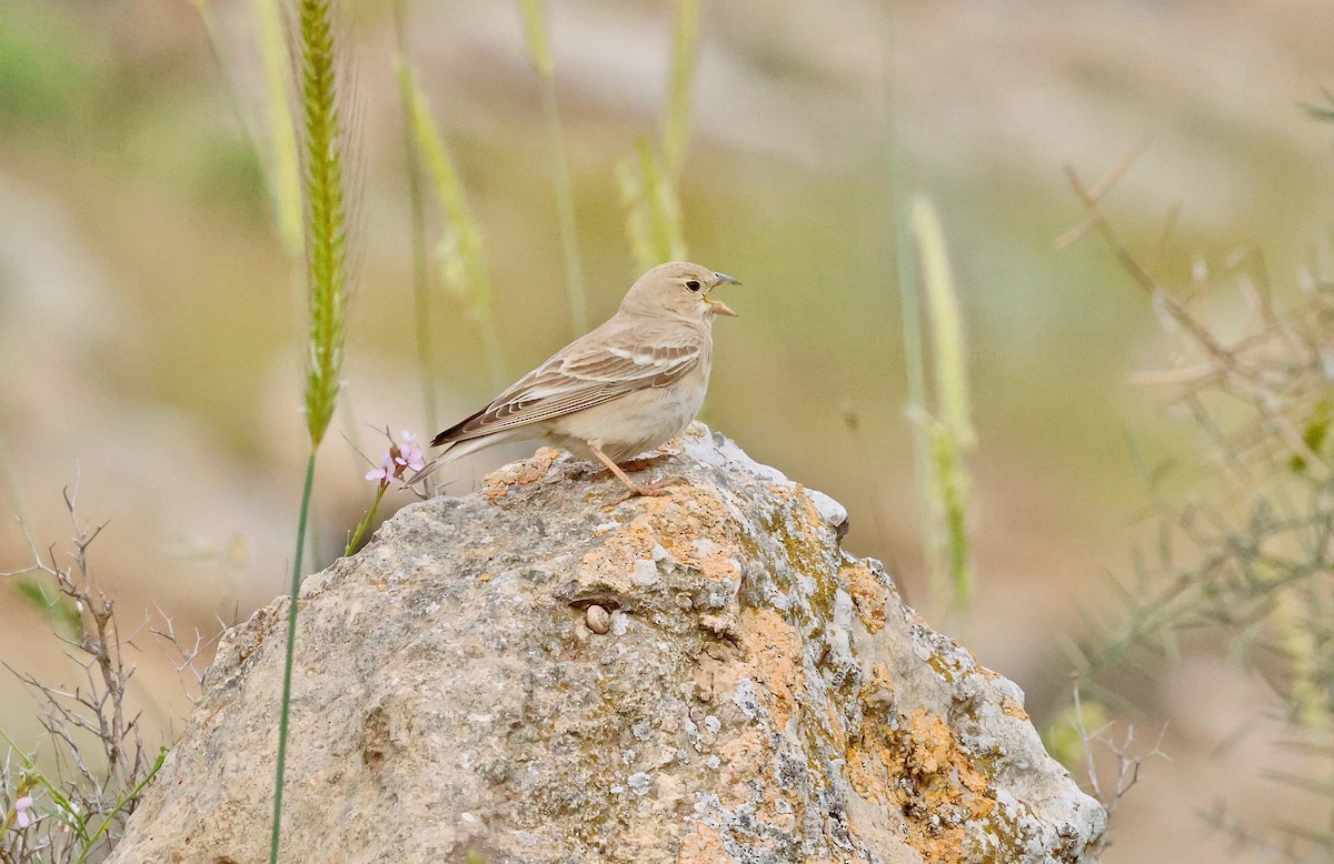 Pale Rockfinch - ML616828261