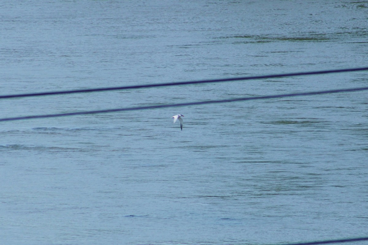 Caspian Tern - ML616828268