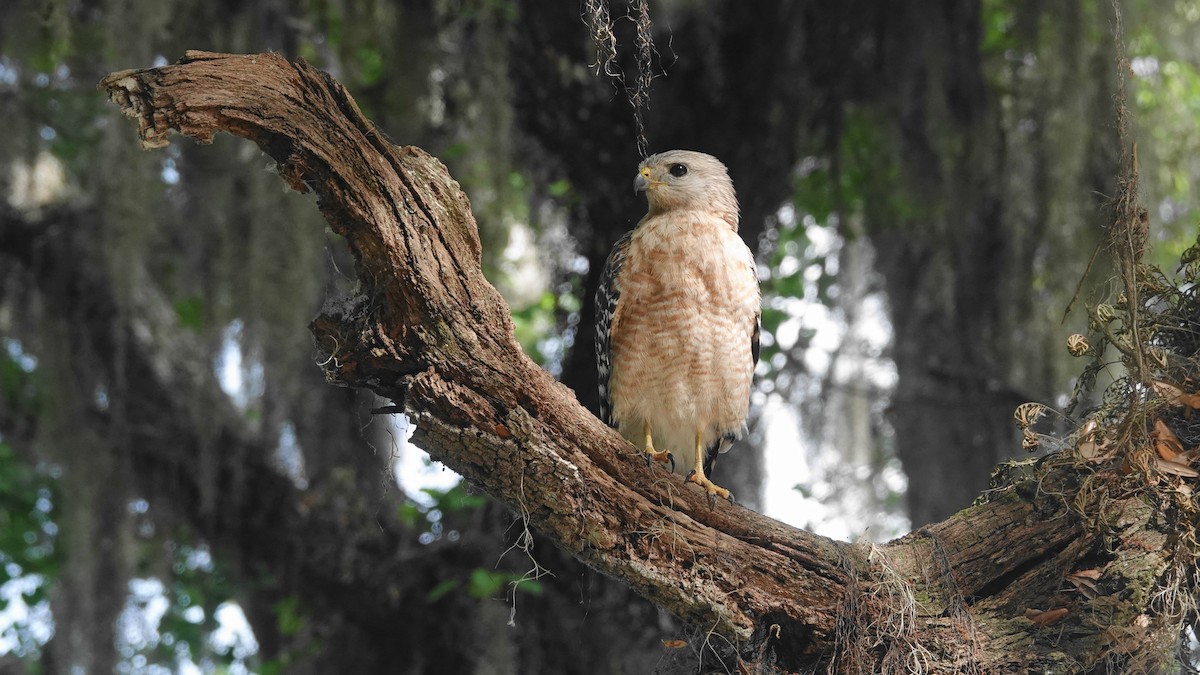 Red-shouldered Hawk - ML616828283