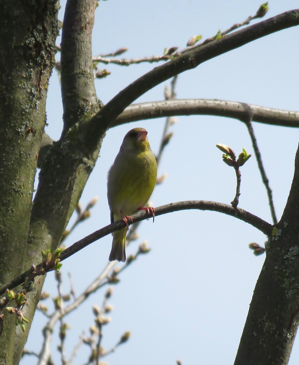 European Greenfinch - Zlatan Celebic