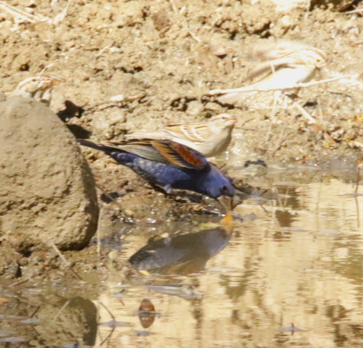 Blue Grosbeak - Sue Keener