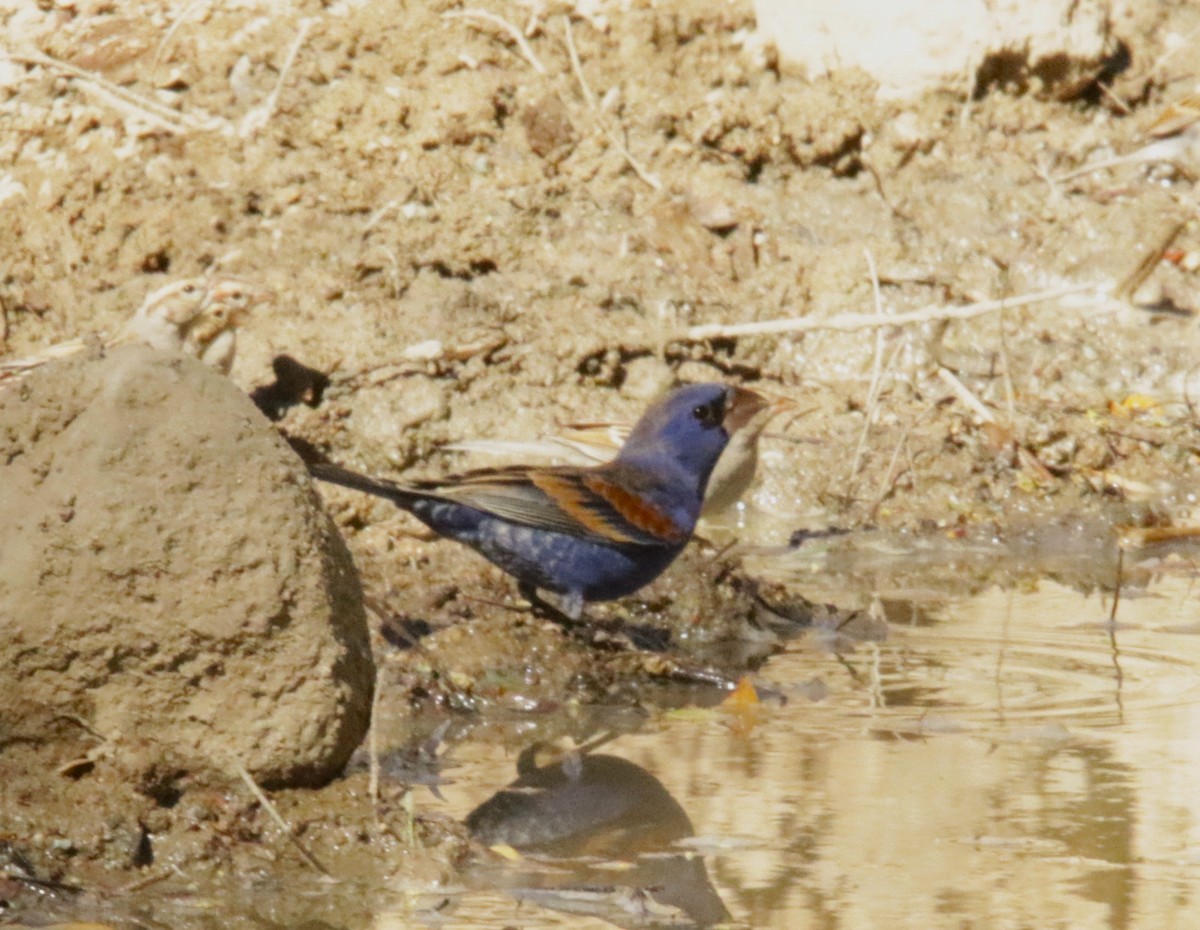 Blue Grosbeak - ML616828303