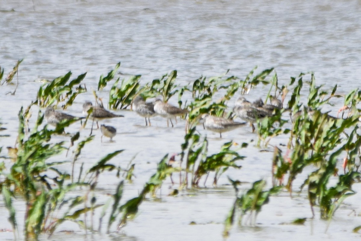 Greater Yellowlegs - ML616828311