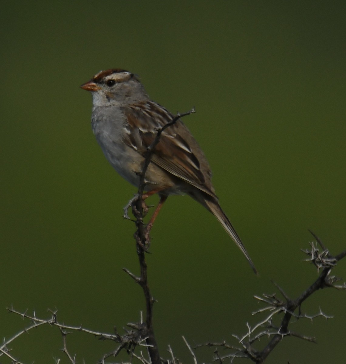 White-crowned Sparrow - Leonardo Guzmán (Kingfisher Birdwatching Nuevo León)