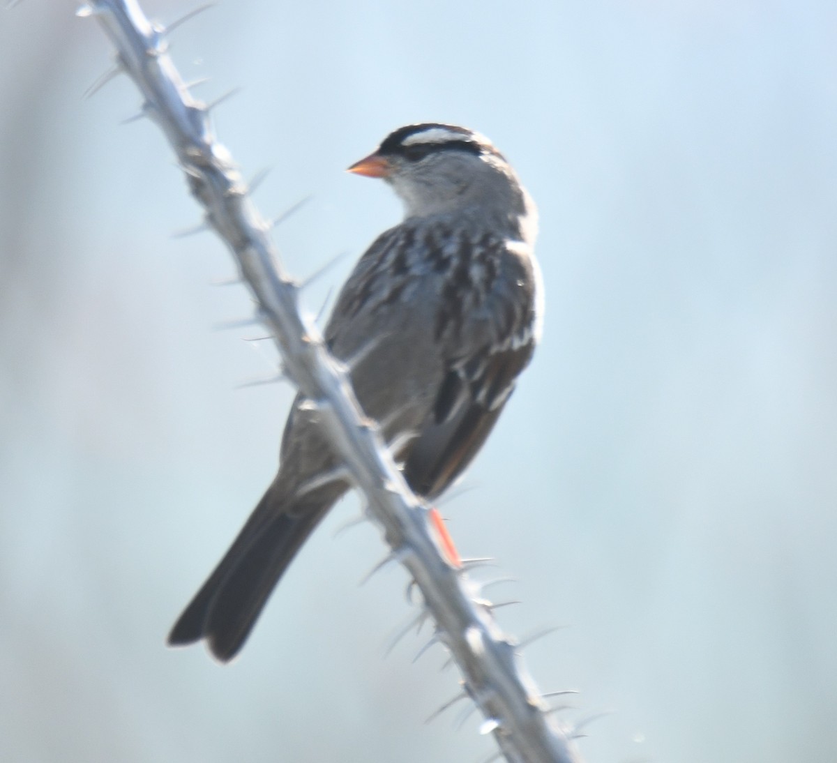 White-crowned Sparrow - Leonardo Guzmán (Kingfisher Birdwatching Nuevo León)
