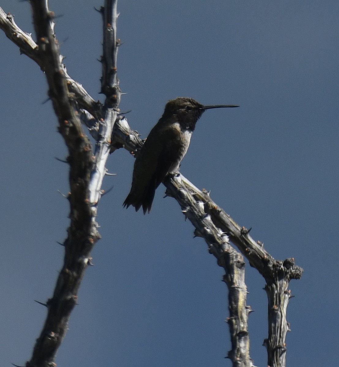 Black-chinned Hummingbird - Leonardo Guzmán (Kingfisher Birdwatching Nuevo León)