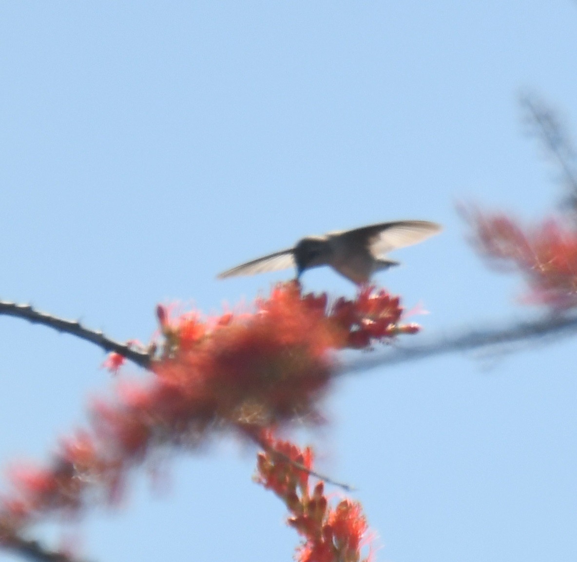 Black-chinned Hummingbird - Leonardo Guzmán (Kingfisher Birdwatching Nuevo León)