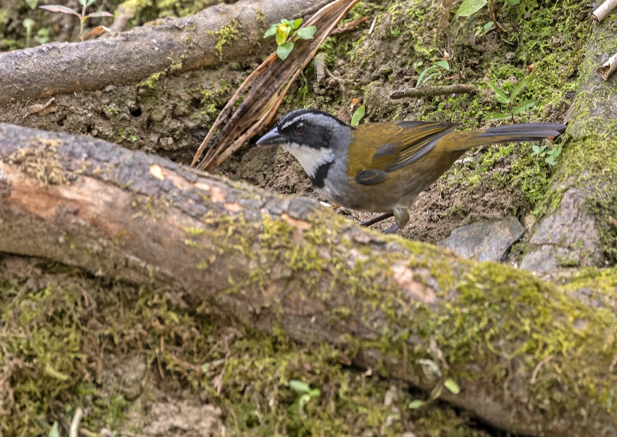 Sierra Nevada Brushfinch - Lars Petersson | My World of Bird Photography