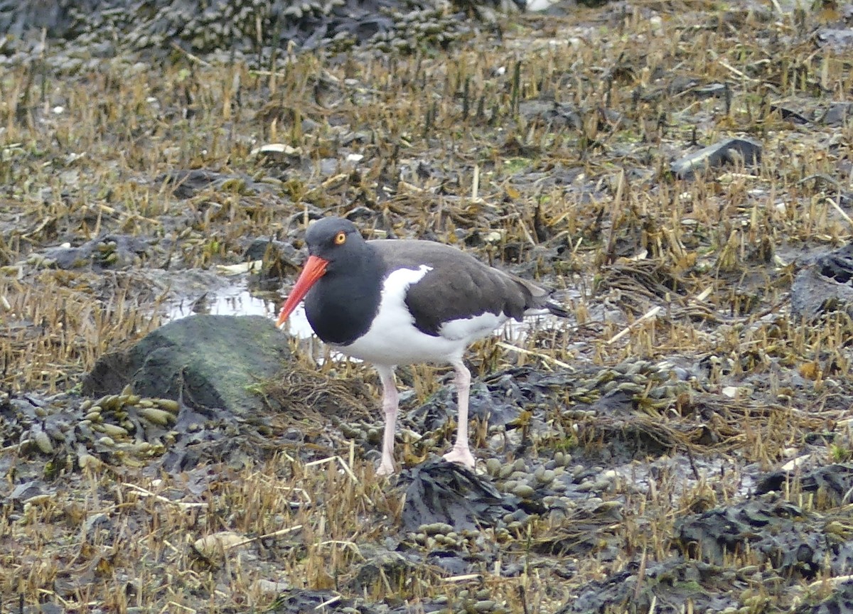 American Oystercatcher - ML616828394