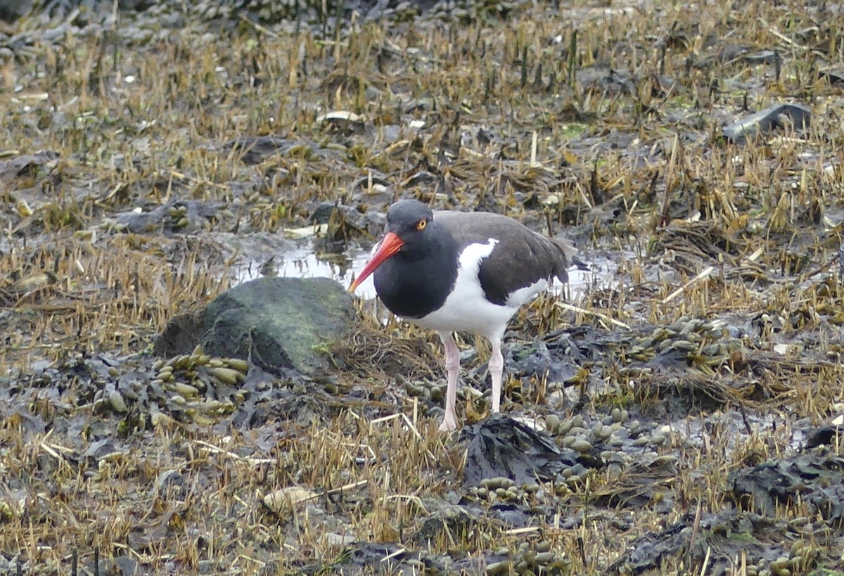 American Oystercatcher - ML616828395