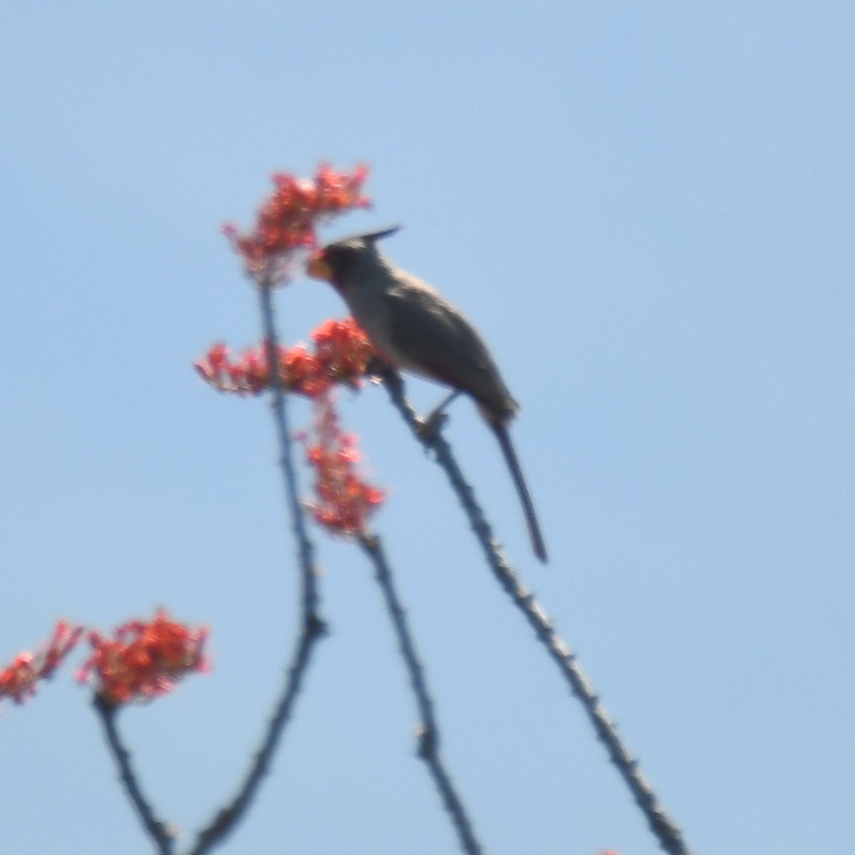 Pyrrhuloxia - Leonardo Guzmán (Kingfisher Birdwatching Nuevo León)