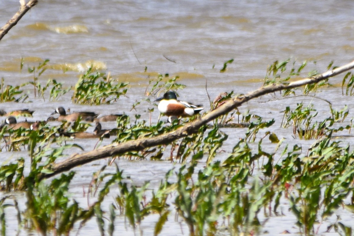 Northern Shoveler - ML616828403