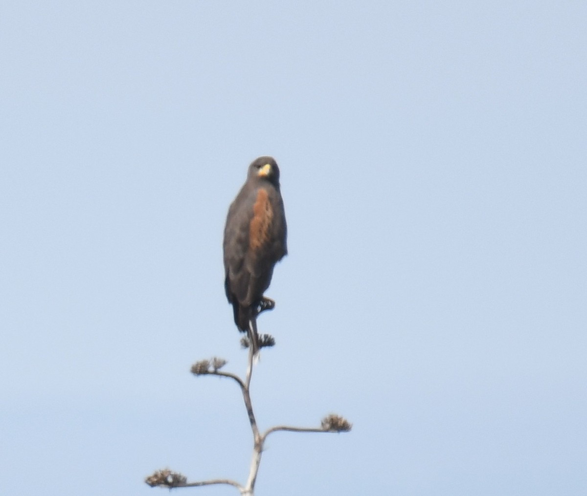 Harris's Hawk - Leonardo Guzmán (Kingfisher Birdwatching Nuevo León)