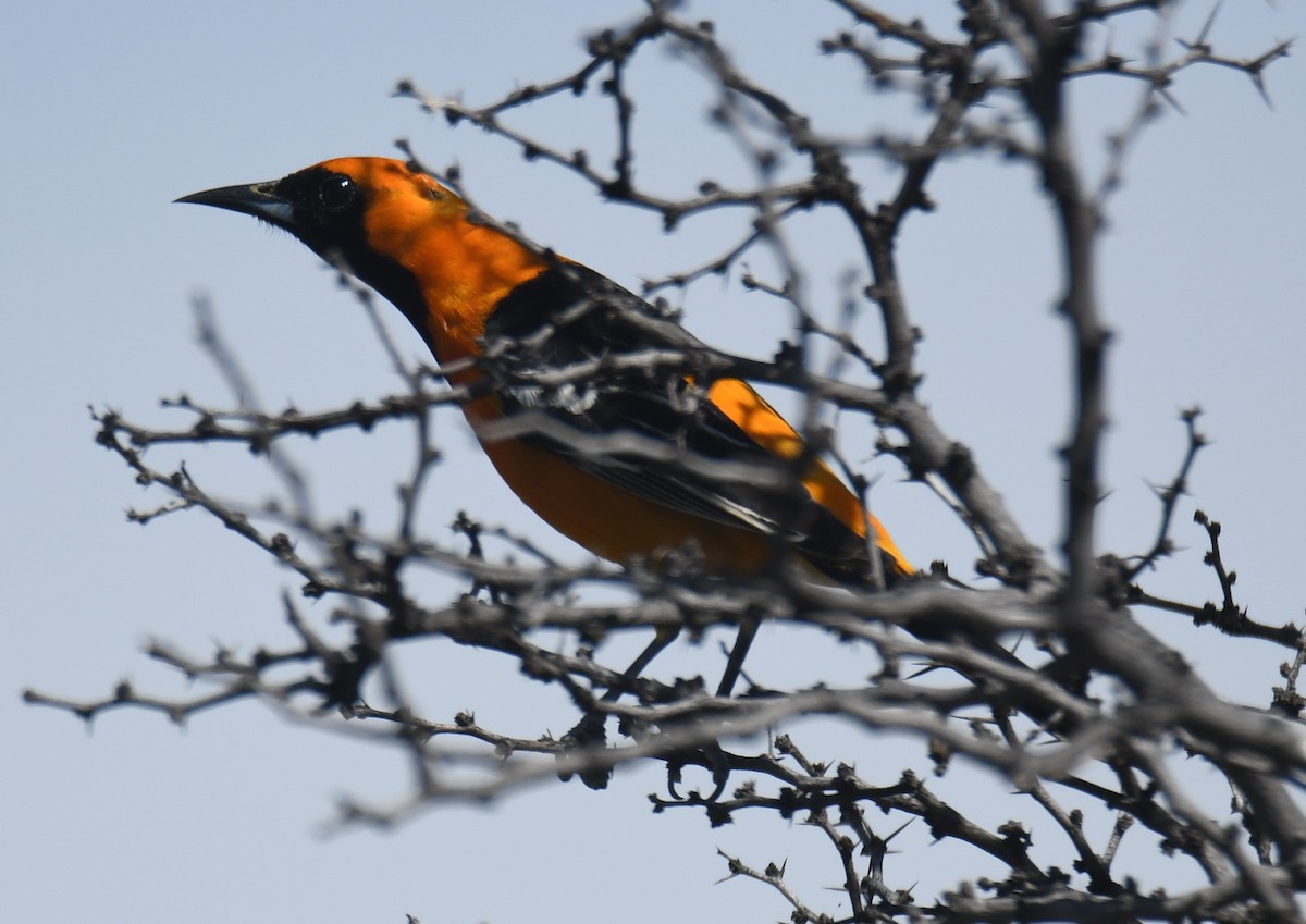 Hooded Oriole - Leonardo Guzmán (Kingfisher Birdwatching Nuevo León)