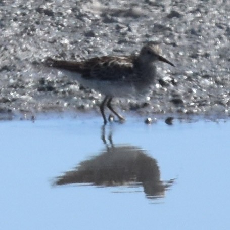 Pectoral Sandpiper - Jenny Vogt