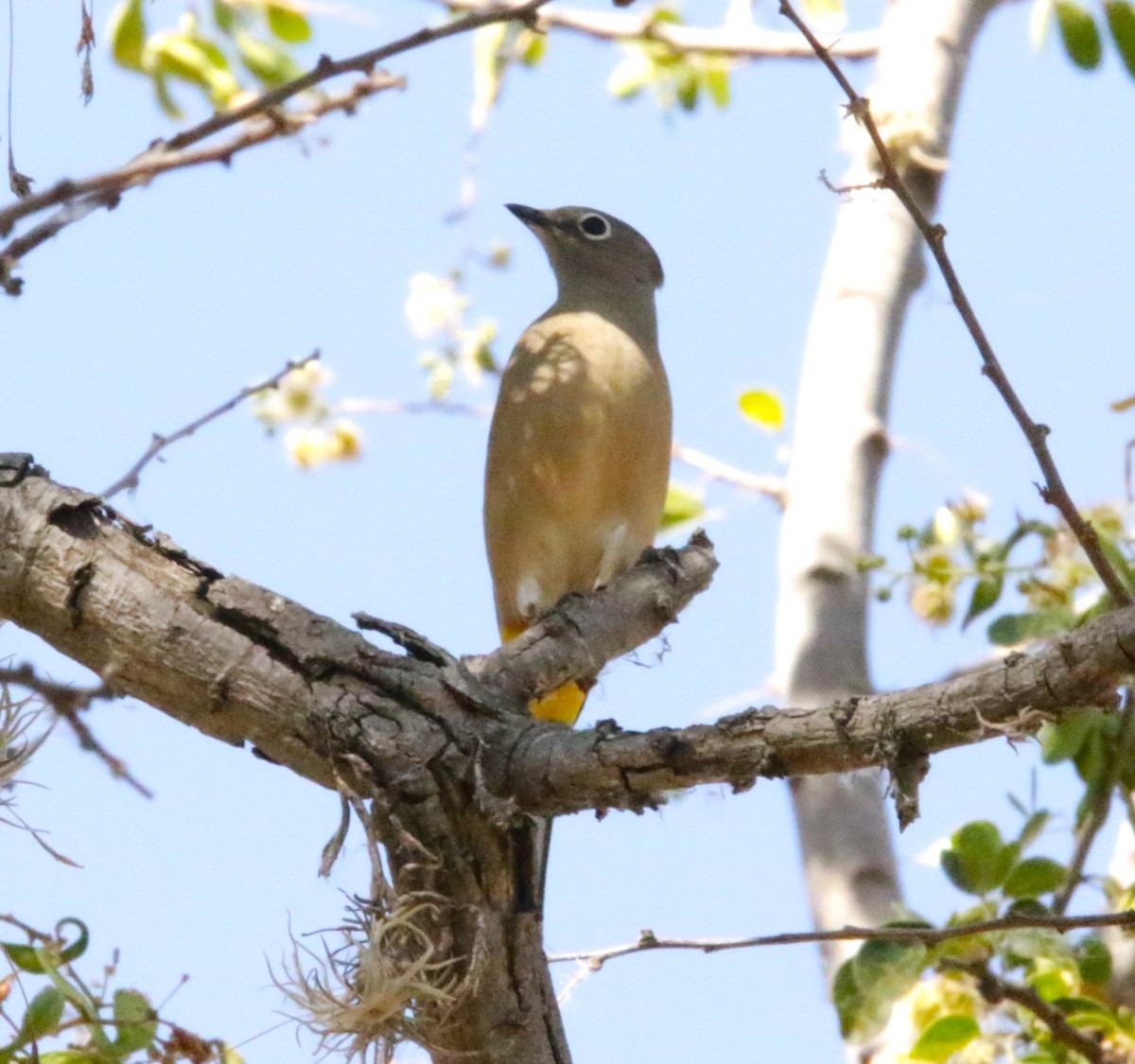 Western Kingbird - ML616828501