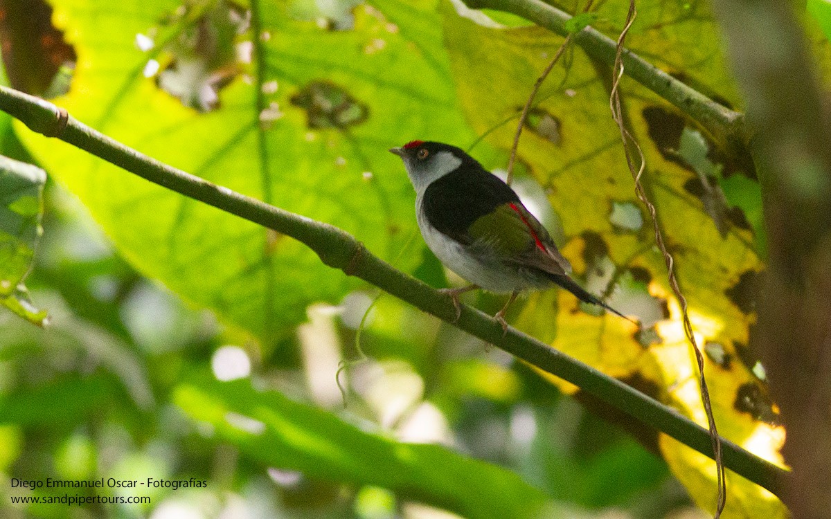 Pin-tailed Manakin - ML616828506